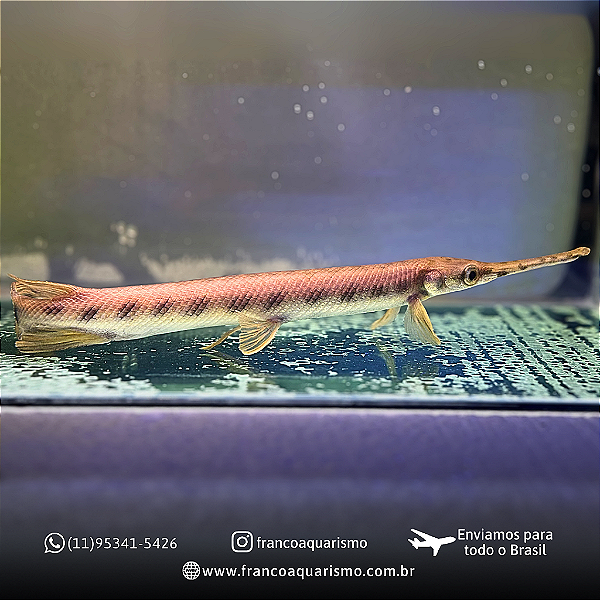 Longnose gar (Lepsosteus osseus) 35-40cm