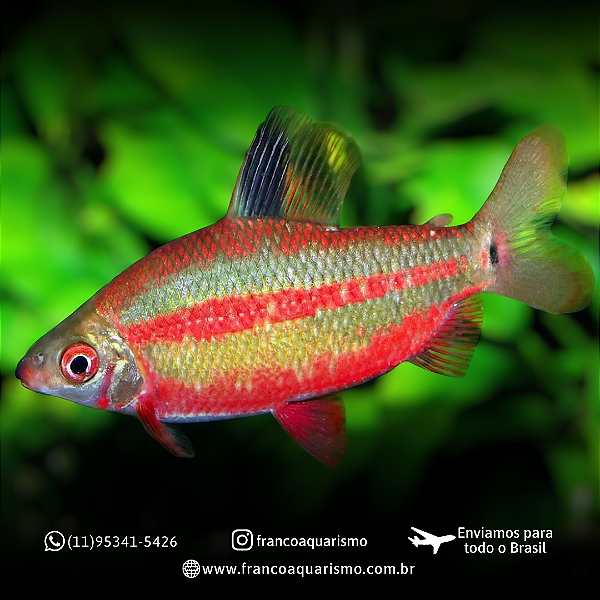 Distichodus Black e Red Lefini River 5-8cm