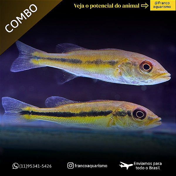 COMBO - 3 Tucunaré fogo 3-6cm