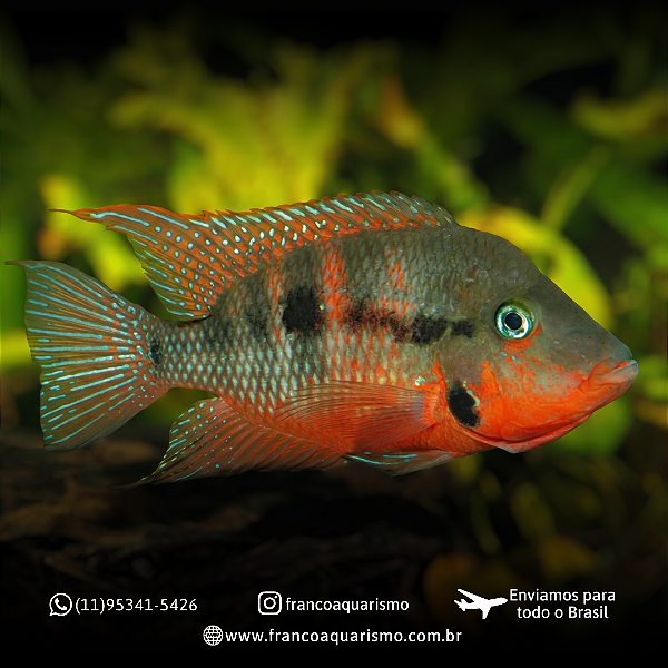 Acará Boca de Fogo (5-9cm)