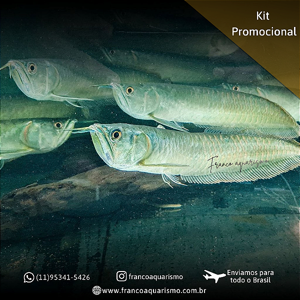 KIT - 3 Aruanãs Prata 12-16cm