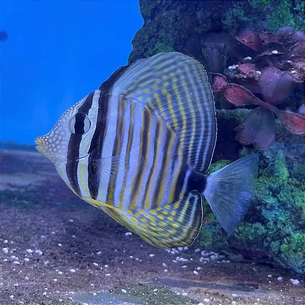 Tang Sailfin (Zebrasoma Desjadinii) 14-18cm