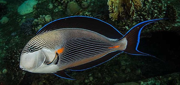 Acanthurus sohal (Sohal Tang) 15-20cm