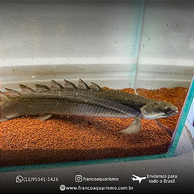 Polypterus Senegalus 11-15cm