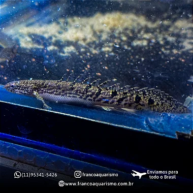 Polypterus Delhezi AA 17-22cm