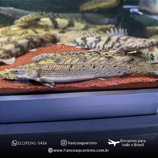 Polypterus Delhezi 21-25cm
