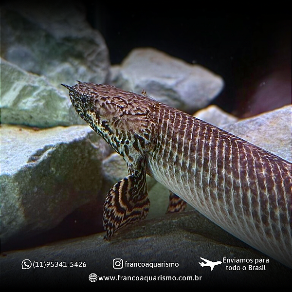 Polypterus Ornatipinnis / Ornatus 7-10cm