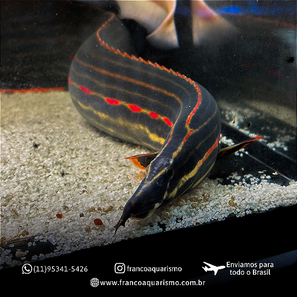 Moreia Fire Eel 40-45cm