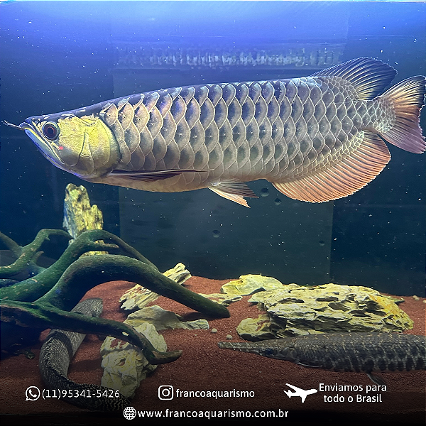 Aruanã Crossback Golden 14-18cm