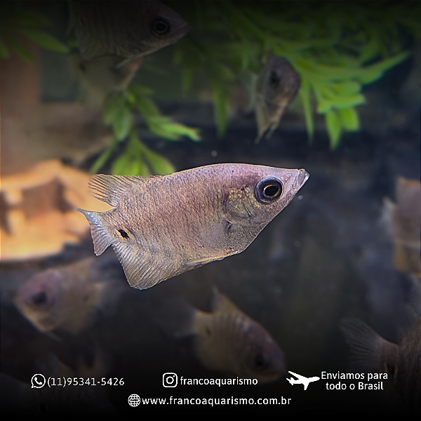Gourami Cinza 1-2cm