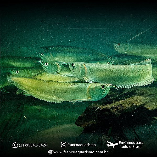 COMBO - 3 Aruanã Prata (Osteoglossum bicirrhosum) 25-30cm