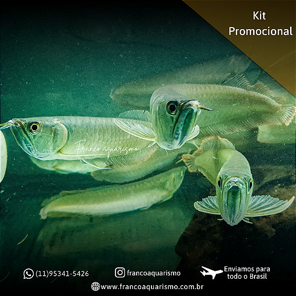 KIT - 3 Aruanãs Prata 25-30cm