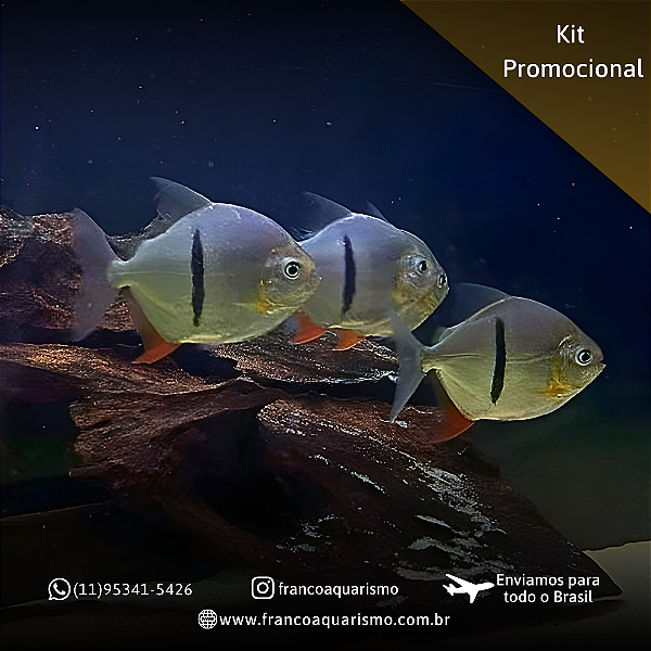 KIT - 3 Pacu Cadete 8-12cm