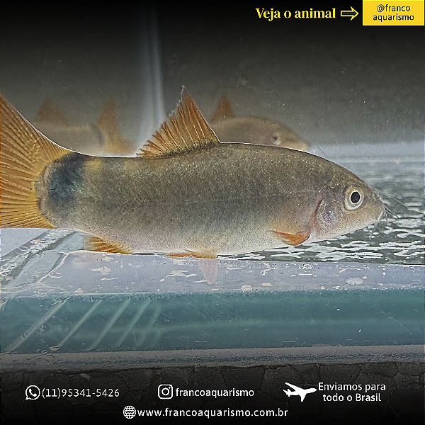 Botia Modesta 8-12cm