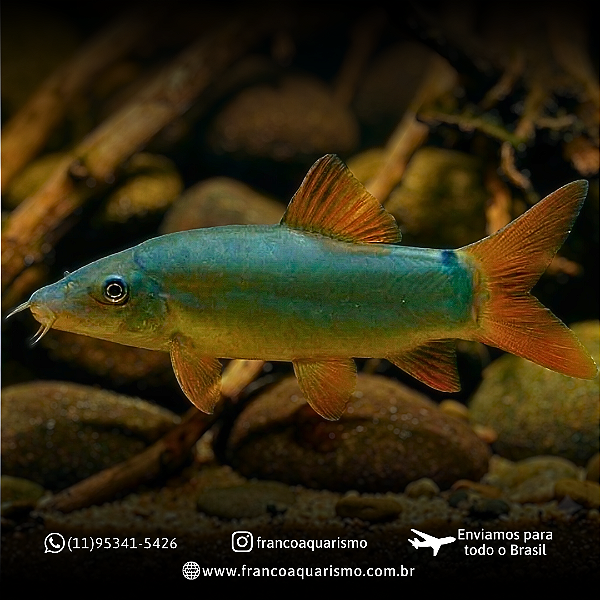 Botia Modesta 8-12cm