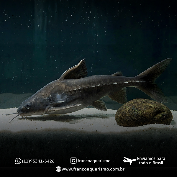 Lithodora Dorsalis 15-20cm