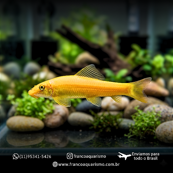 Comedor de algas (Gyrinocheilus aymonieri) 6-9cm