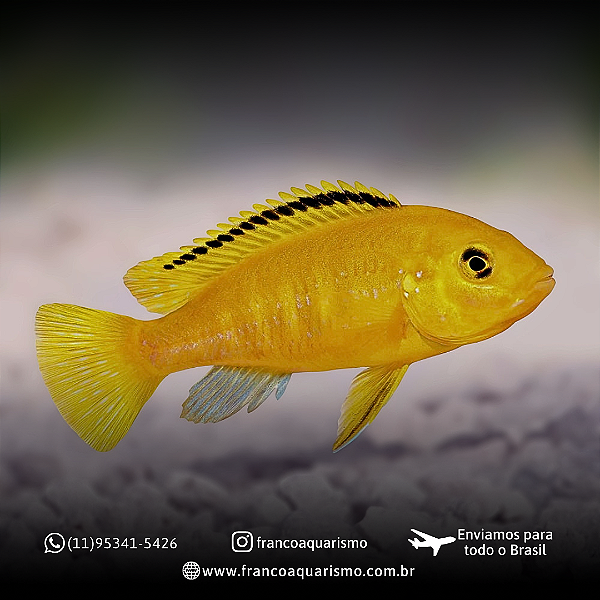 Ciclideo Yellow 4-7cm