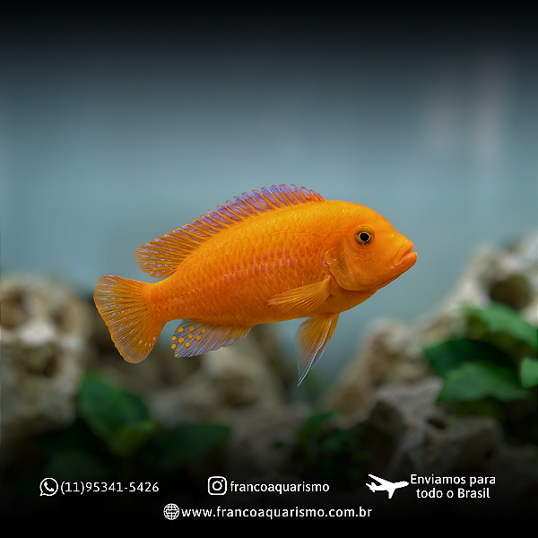 Zebra laranja 4-7cm