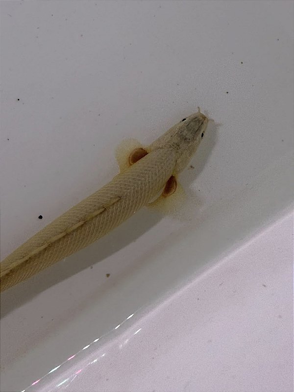 Polypterus Senegalus Semi Platinum 8-12cm