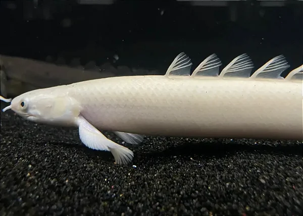 Polypterus Senegalus Platinum 7-10cm