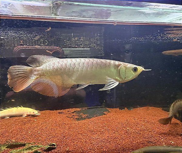 Aruanã Cross Back 15-20cm