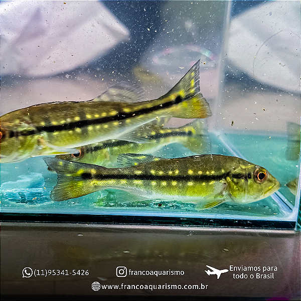 Tucunaré pinima 6-10cm