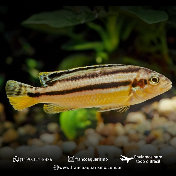 Auratus amarelo 4-7cm