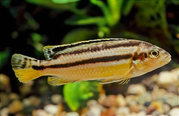 Auratus amarelo 4-7cm