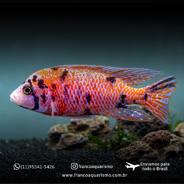 Aulonora Pink Orange 7-10cm