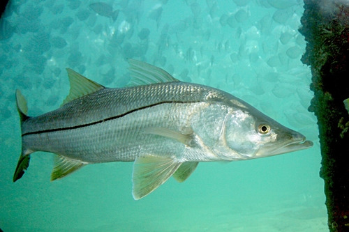 Robalo de água doce 14-18cm