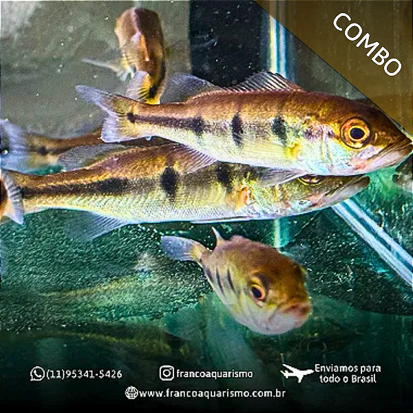 COMBO - 3 Tucunaré Borboleta Importado 5-8cm