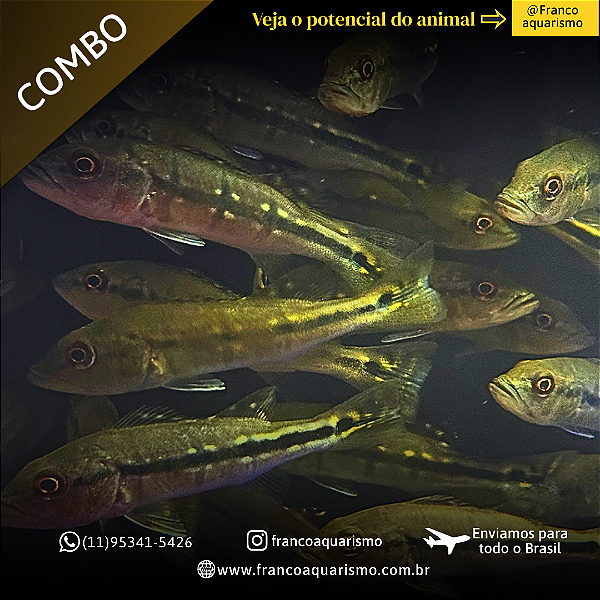 COMBO - 3 Tucunaré Fogo 12-16cm