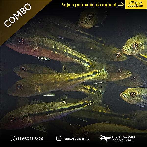 COMBO - 3 Tucunaré Fogo 7-11cm