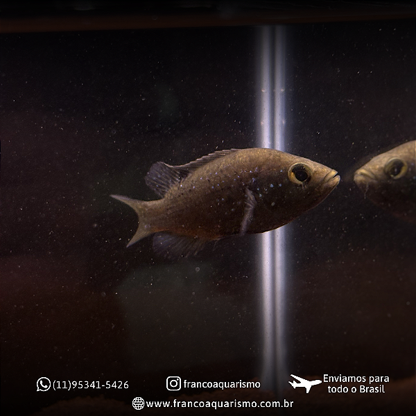Paratilapia Poleni 6-10cm