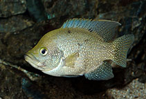 Paratilapia Poleni 6-10cm