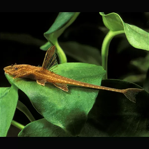 Rineloricaria Lanceolata 8-12cm