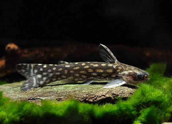 Tatia Gold 2-5cm