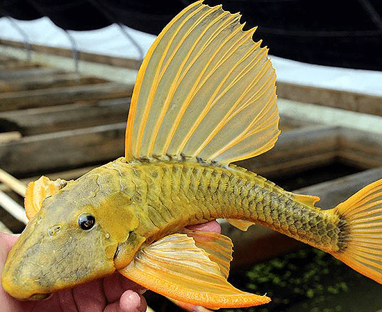 Hypostomus Luteus Golden 35-40cm