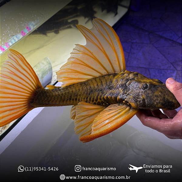 Hypostomus Luteus Dragon 40-45cm