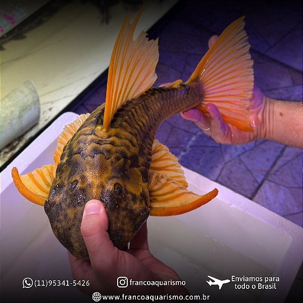 Cascudo Hypostomus Luteus F3 (Fase 3) 35-40cm