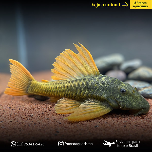 Hypostomus Luteus Dragon 40-45cm