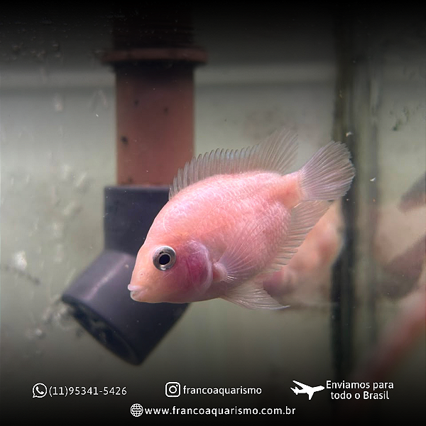 Papagaio White 2-4cm