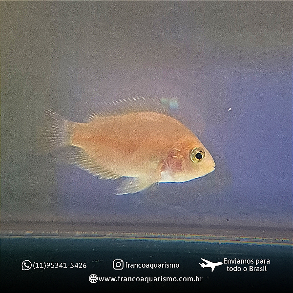 Papagaio White 2-4cm
