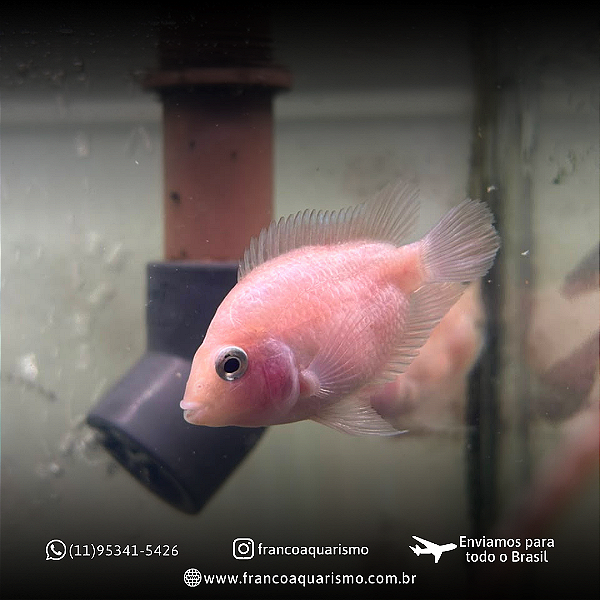 Papagaio White 3-6cm
