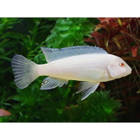 Socolofi Albino 3-6cm