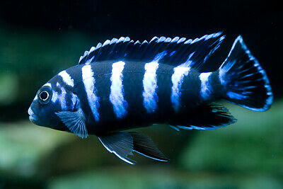 Pseudotropheus Demasoni Pombo 3-6cm