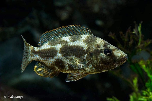 Nimbochromis Livingstoni 4-7cm
