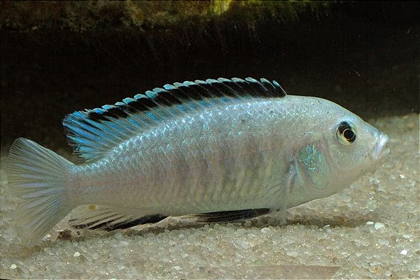 Labidochromis Caeruleus White 3-6cm