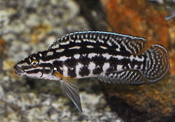 Julidochromis Marlieri 2-4cm